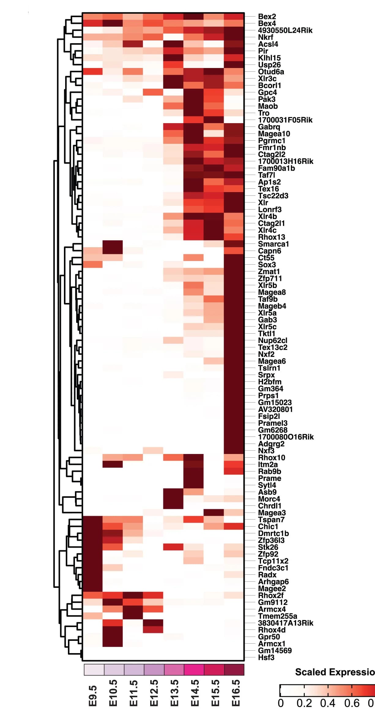Open access visualization of Heatmap, Clustered, Expression Levels, Ezh2-dependent Genes, X-linked Genes