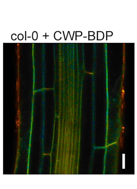 Open access visualization of Microscopy, Microviscosity Maps, Cell Wall, Plasma Membrane, Primary Root