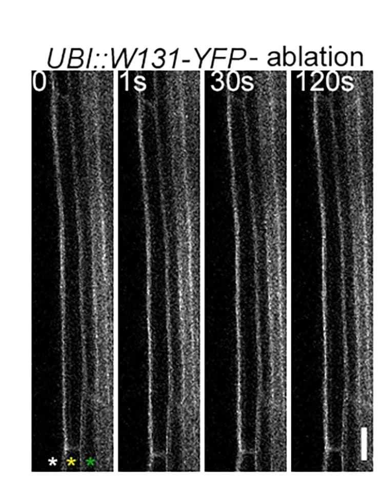 Open access visualization of Microscopy, Pericycle Cells, Endodermal Ablation, Plasma Membrane, UBI::W131-YFP Line