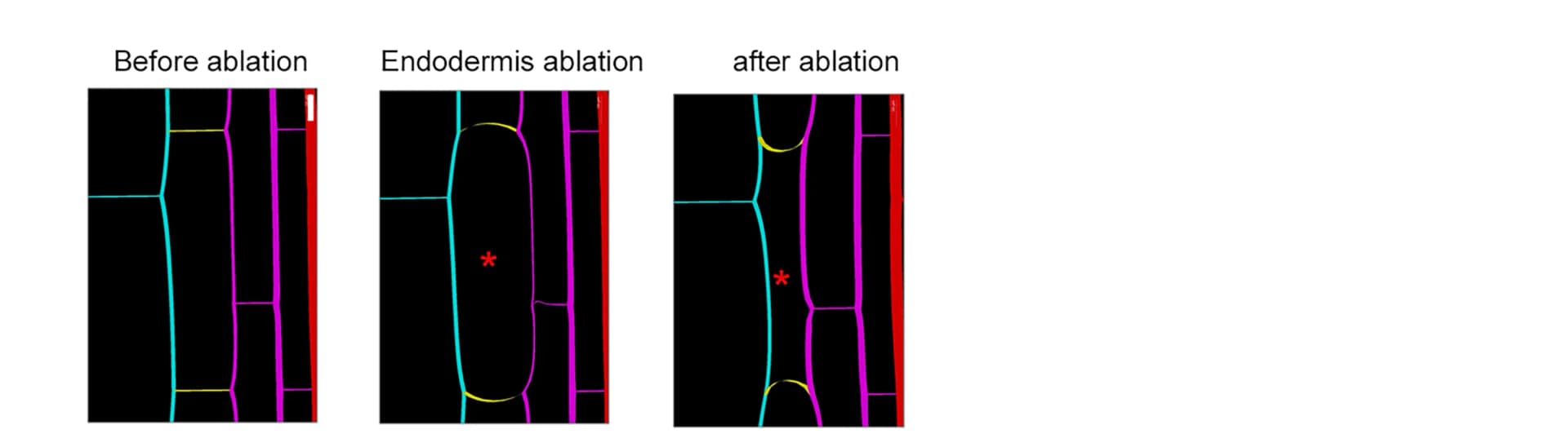 Open access visualization of Microscopy, Finite Element Model, Longitudinal Section, Endodermal Deformation, Pericycle Deformation