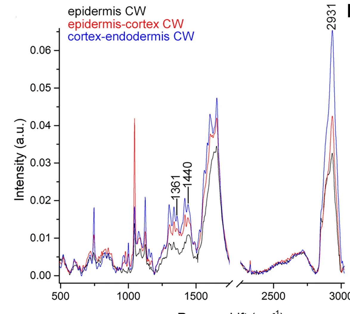 Open access visualization of Line Plot, Raman Analysis, Cell Wall, Pectin