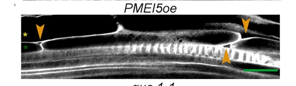 Open access visualization of Microscopy, Pectin Mutants, Cell-Cell Adhesion, Root, Calcofluor White