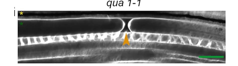 Open access visualization of Microscopy, Pectin Mutants, Cell-Cell Adhesion, Root, Calcofluor White