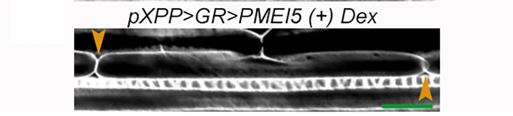 Open access visualization of Microscopy, Inducible pXPP>GR>PMEI5, Dex, Cell-Cell Adhesion, Cell Wall