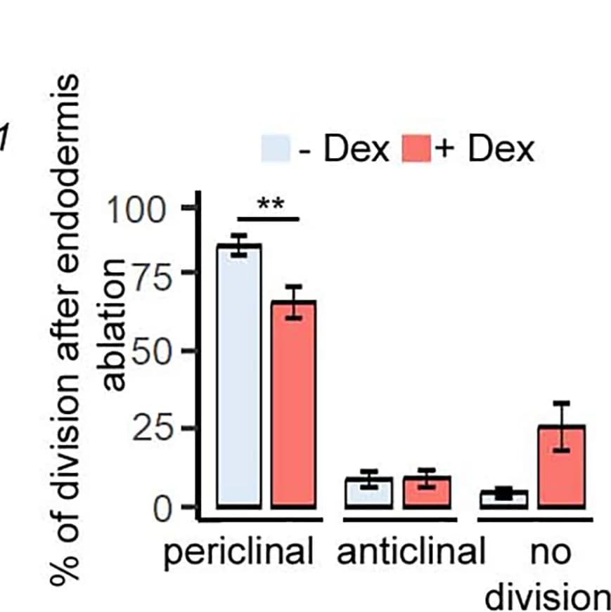 Open access visualization of Bar Plot, Error Bars, Clustered, Quantification, Periclinal Division