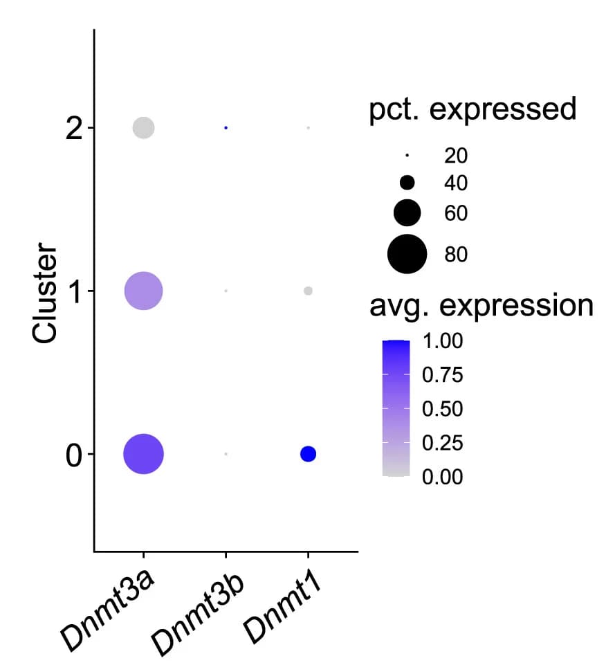 Open access visualization of Bubble Plot, Scatter Plot, Dot Plot, Placenta, Labyrinth