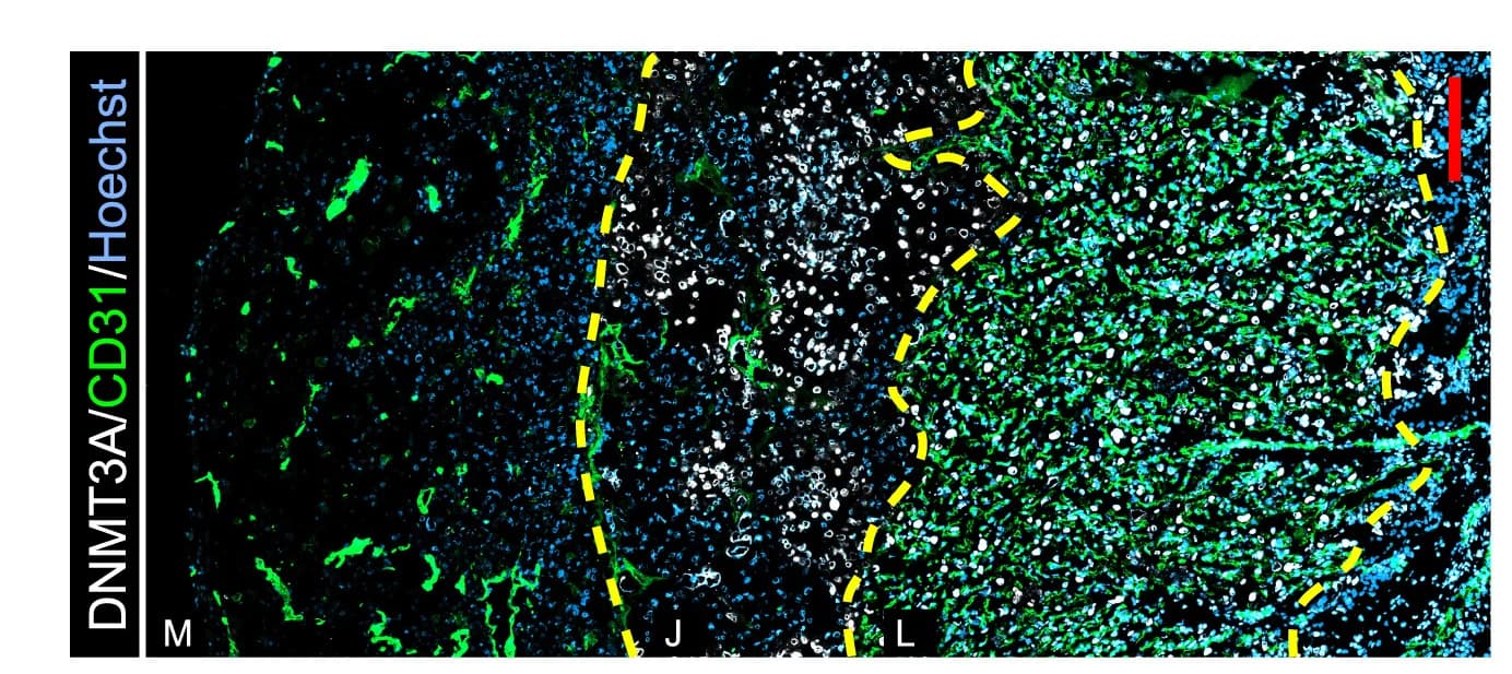Open access visualization of Microscopy, Co-staining, DNMT3A, CD31, EC Marker