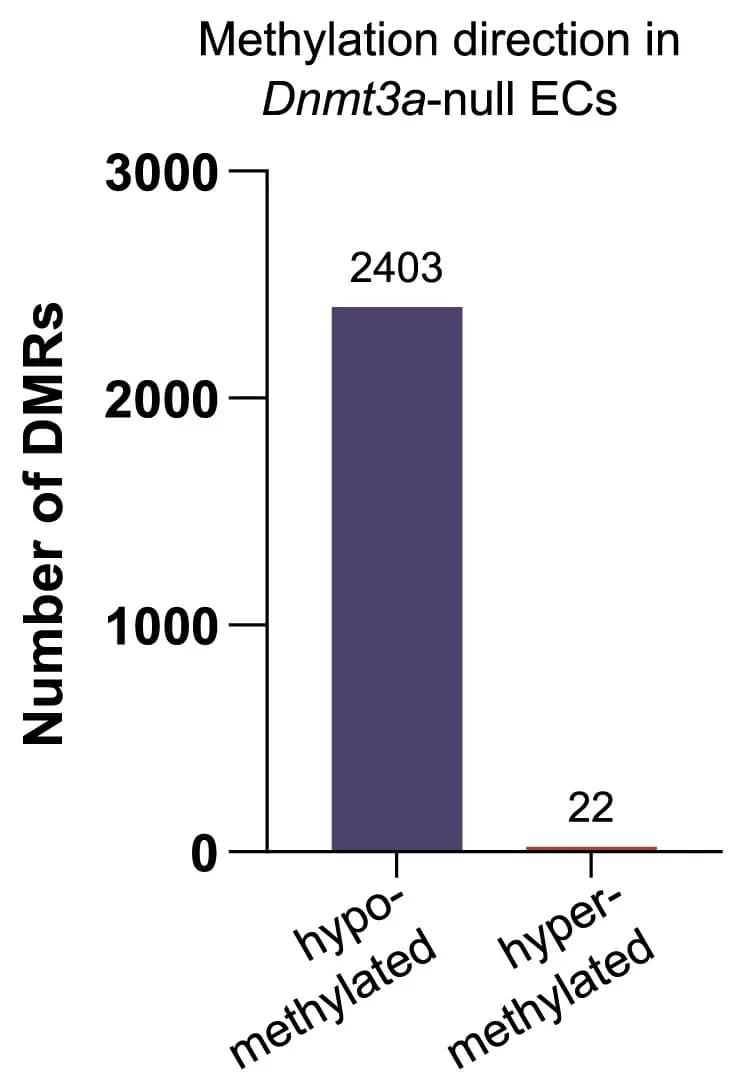 Open access visualization of Bar Plot, DMRs, Dnmt3a-null ECs
