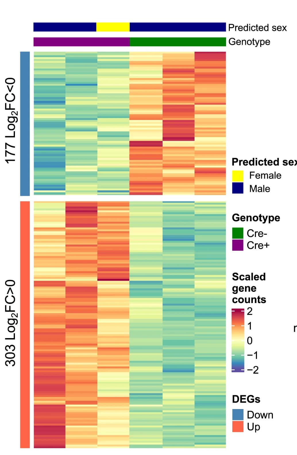 Open access visualization of Heatmap, DEGs, ECs, Placentas