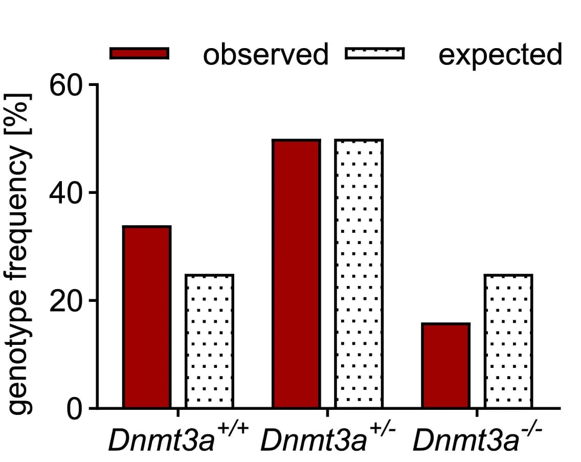 Open access visualization of Bar Plot, Clustered, Genotype Frequency, E16.5, Dnmt3a+/- Mice