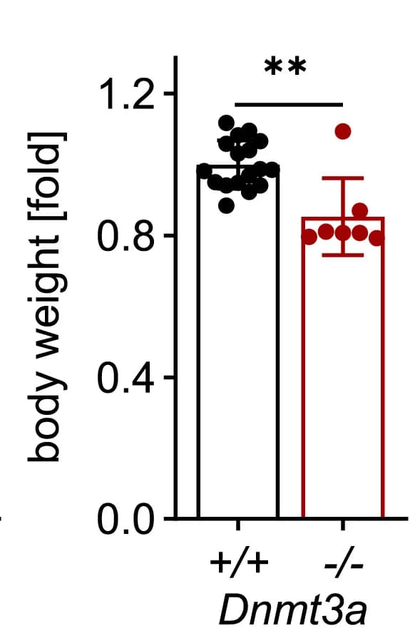 Open access visualization of Bar Plot, Error Bars, Embryo Body Weight, Dnmt3a+/+, Dnmt3a-/- Embryos