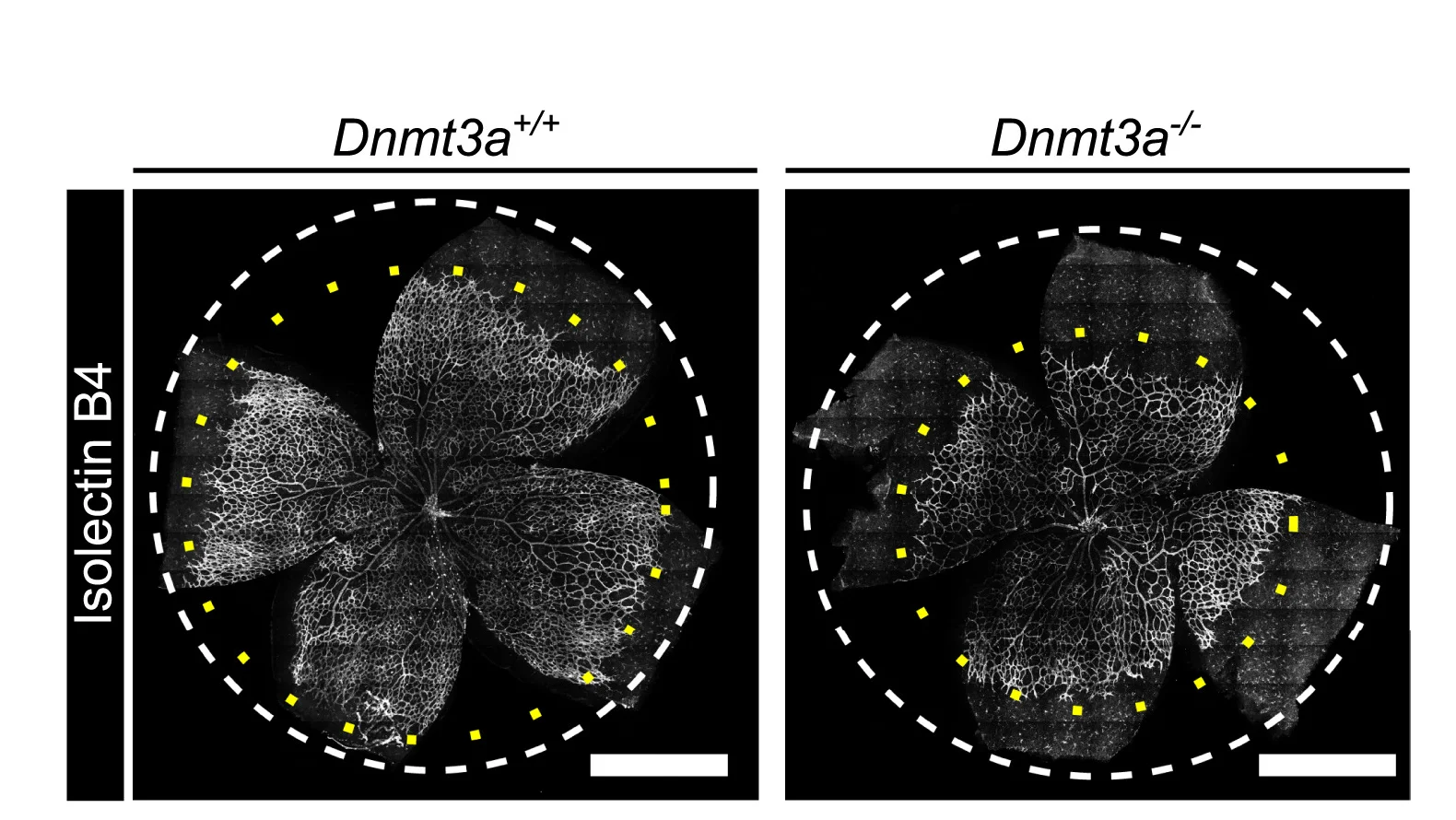 Open access visualization of Microscopy, Retina, Isolectin B4, Vessels, Vascularized Area
