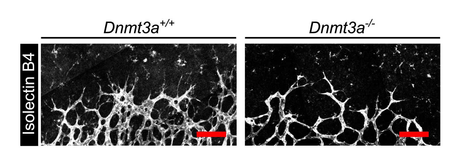 Open access visualization of Microscopy, Vascular Front, Retina, Isolectin B4, Vessels