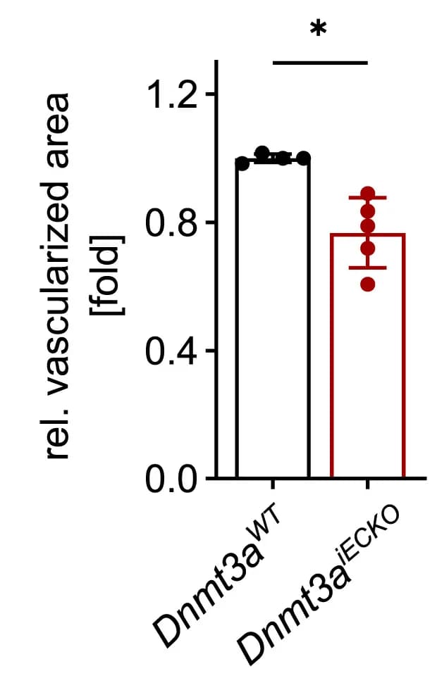 Open access visualization of Bar Plot, Error Bars, Vascularized Area, Retina