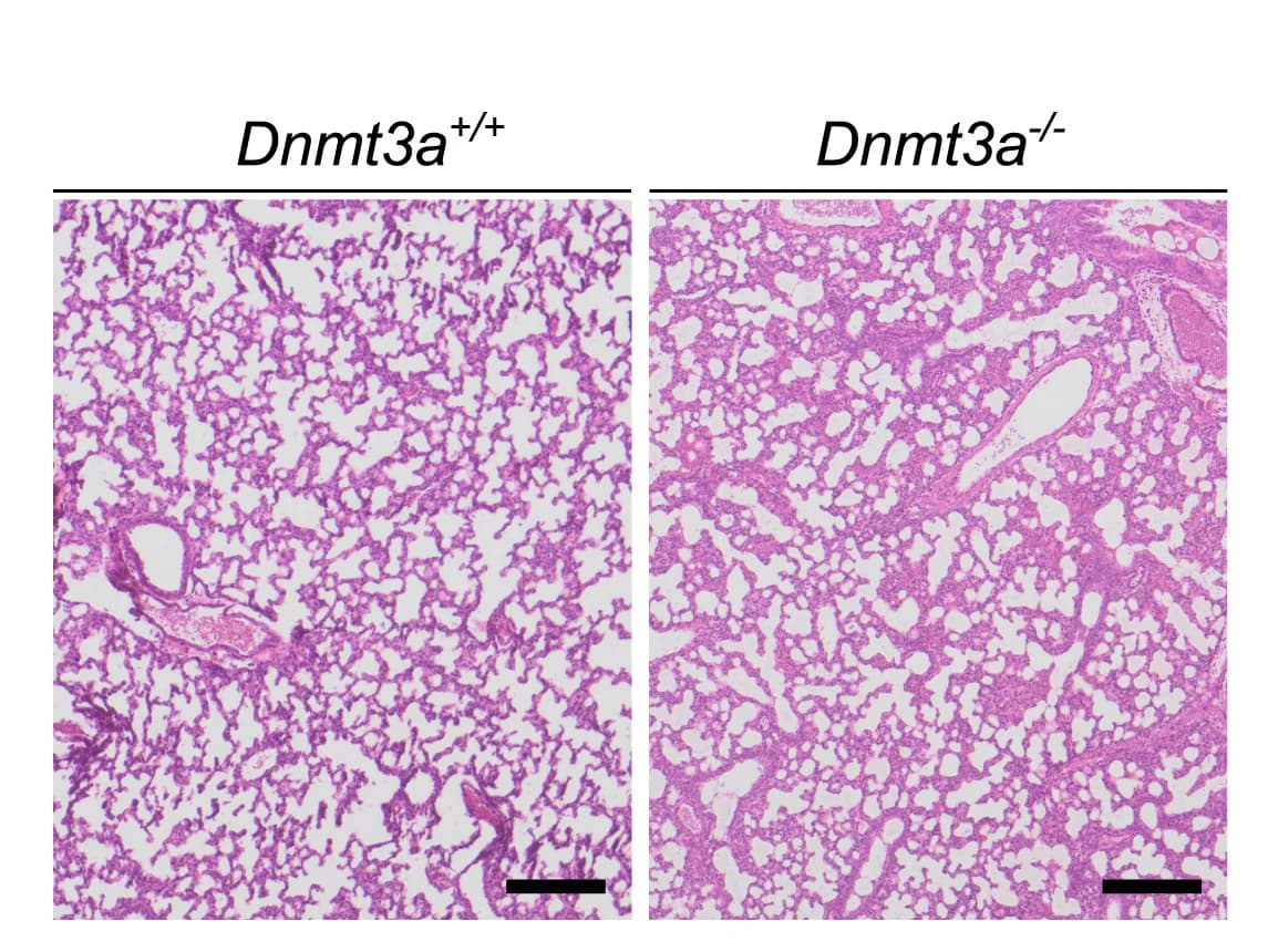 Open access visualization of Microscopy, H&E Staining, Lung Tissue, Mouse