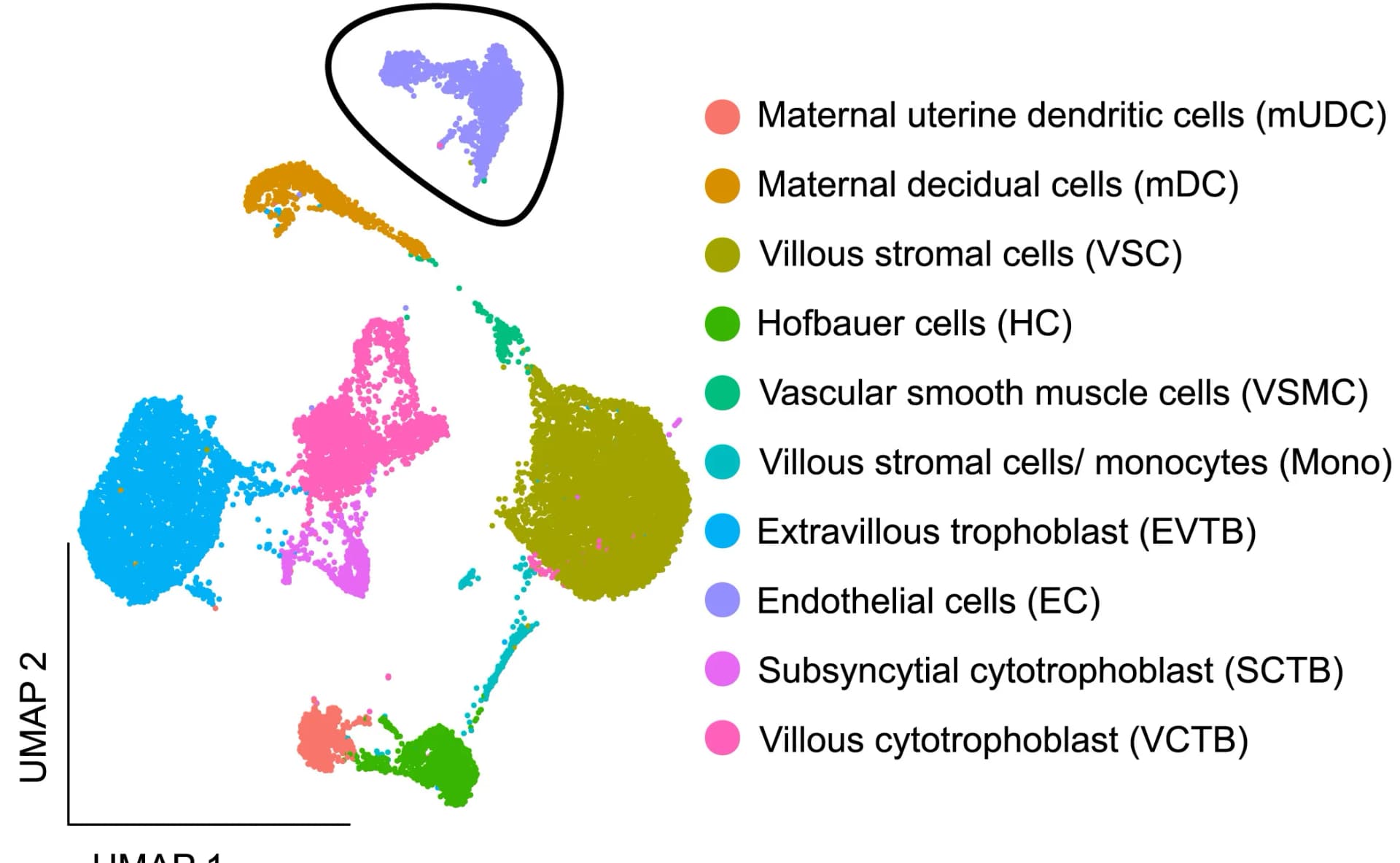 Open access visualization of UMAP, Placenta, Single-Cell Data, Cell Type Annotation, Endothelial Cells