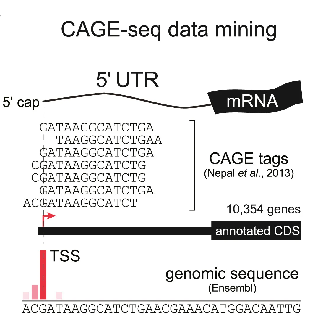 Open access visualization of Workflow, Illustration, Bar Plot, 5' UTR, CAGE data