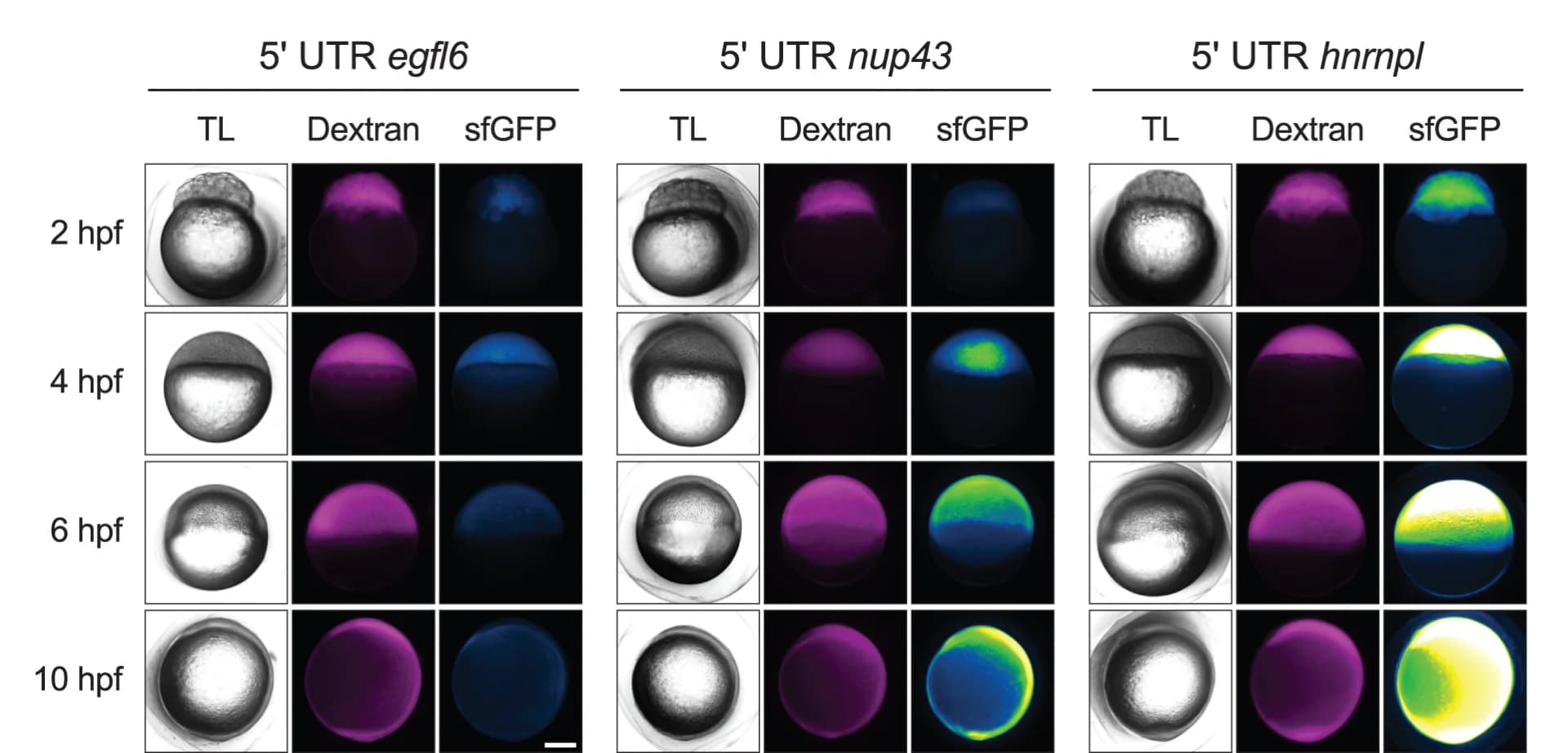 Open access visualization of Microscopy, Fluorescence Microscopy, Embryos, 5' UTR-sfGFP Reporters, Dextran Red Dye