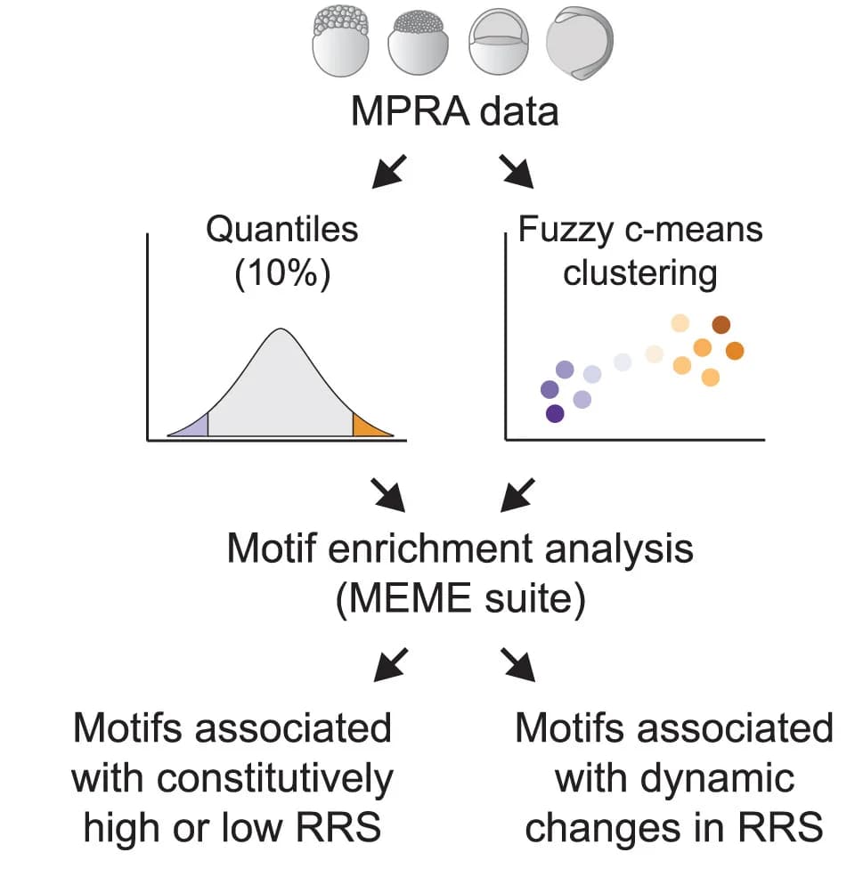 Open access visualization of Workflow, Scatter Plot, Density Plot, Motif Enrichment Analysis