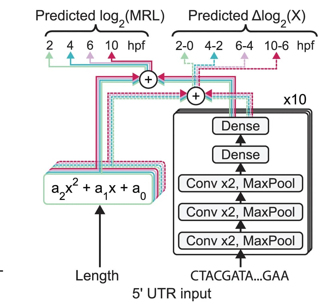 Open access visualization of Workflow, Flowchart, DaniO5P Model, Polynomial Length Model, CNNs