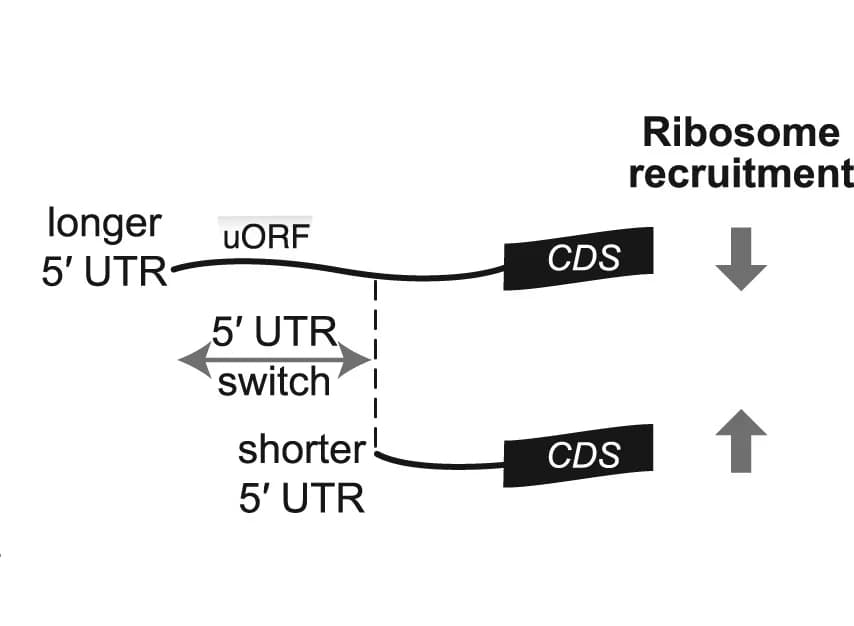 Open access visualization of Workflow, Illustration, Isoform Switch, 5' UTR Length, uORF