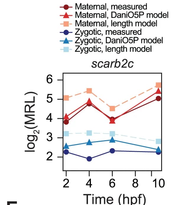 Open access visualization of Line Plot, log2MRL, DaniO5P Models, Length