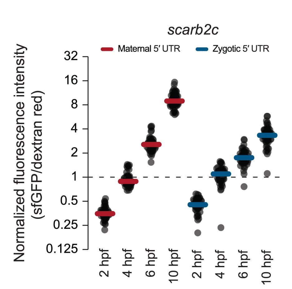 Open access visualization of Scatter Plot, Swarm Plots, sfGFP Fluorescence, Dextran Intensity, Embryo