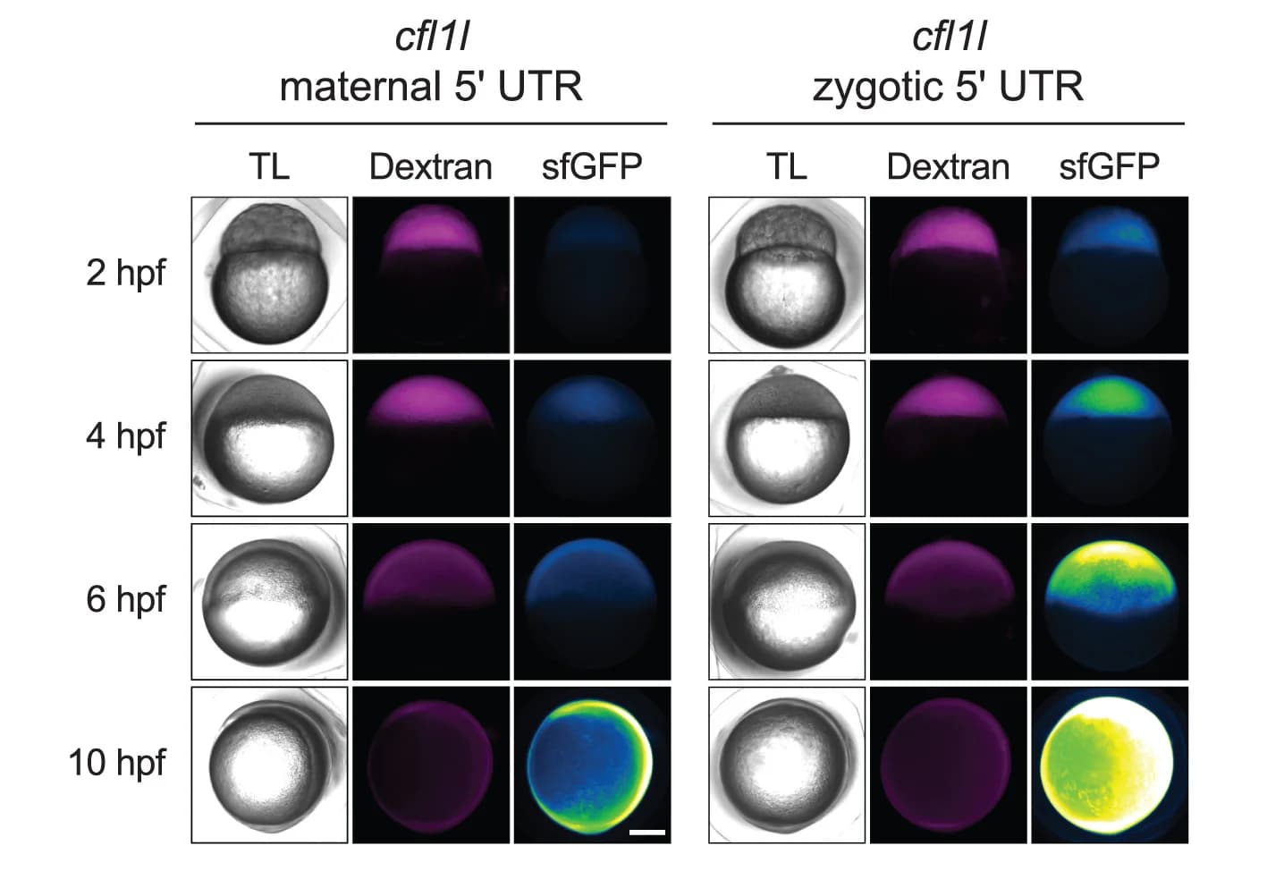 Open access visualization of Microscopy, Fluorescence Microscopy, Embryos, Maternal, Zygotic