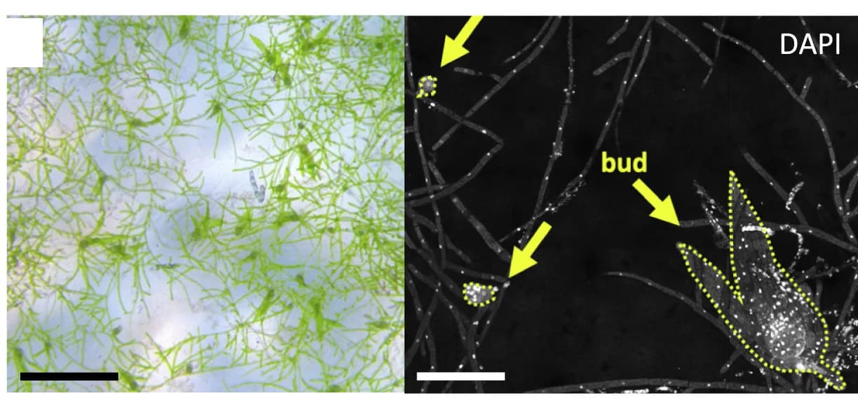 Open access visualization of Microscopy, Photo, Bright-Field, Confocal Microscopy, Gametophyte Tissue