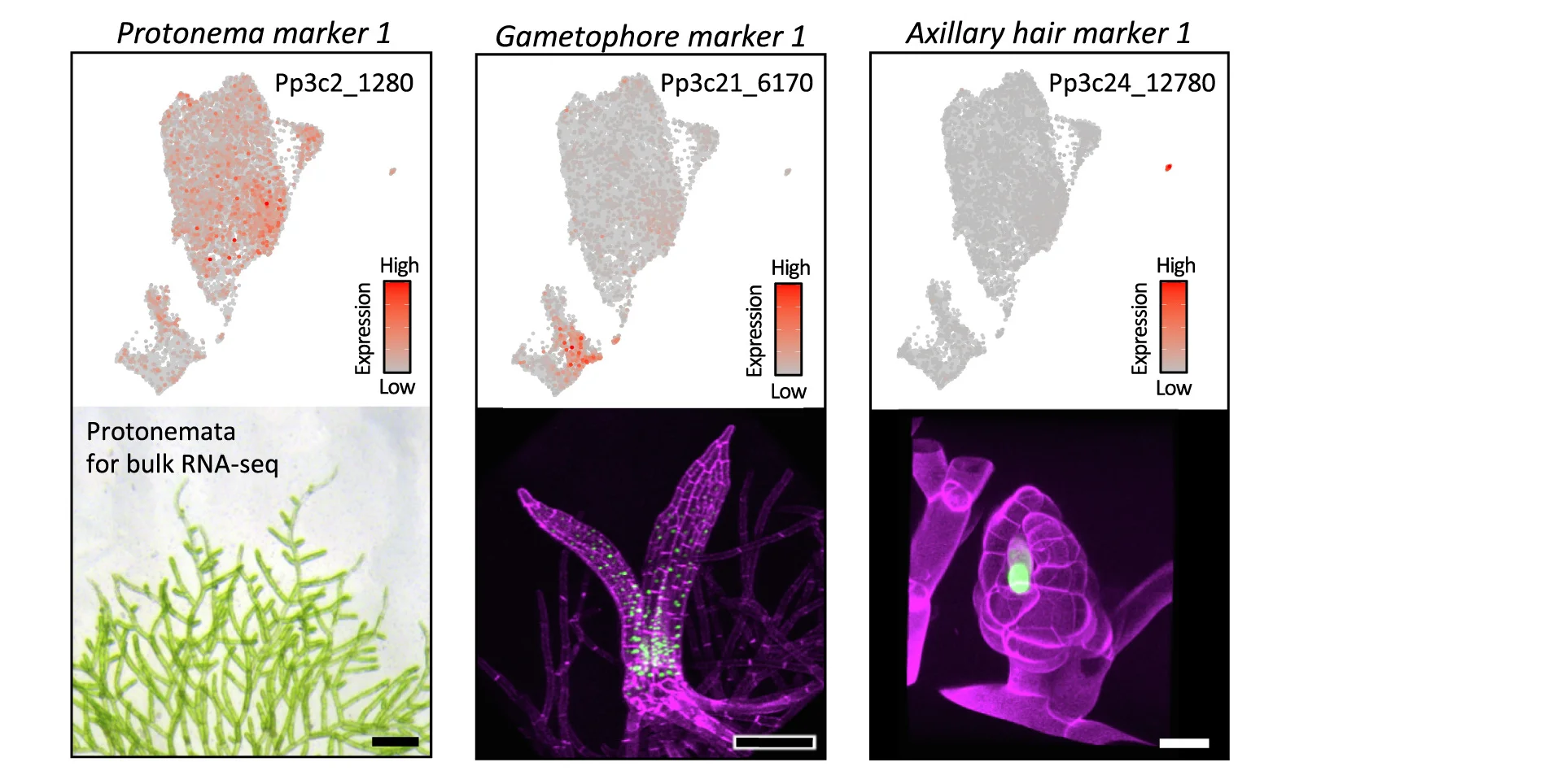 Open access visualization of Scatter Plot, Microscopy, Cell Type-Specific Marker Genes, snRNA-seq, Plant Tissues