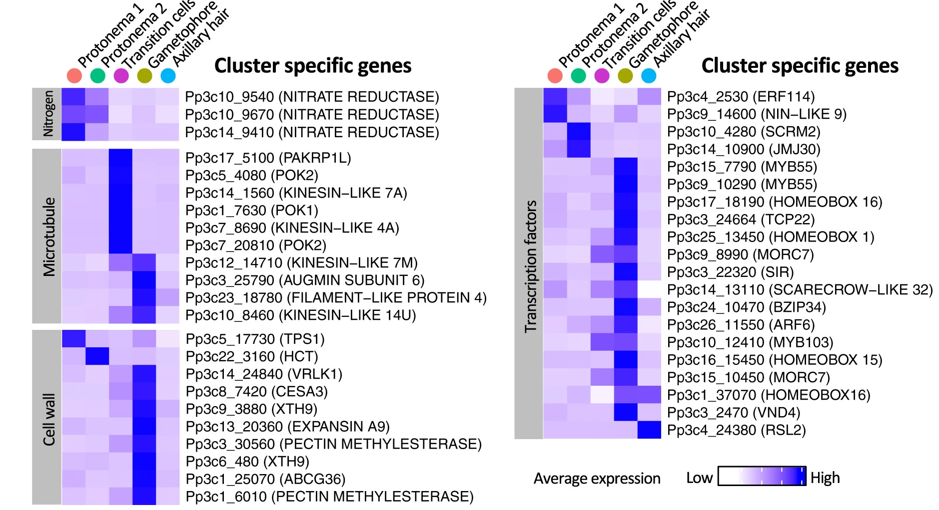 Open access visualization of Heatmap, Expression Levels, Cluster-Specific Genes, Nitrate Metabolism, Microtubules