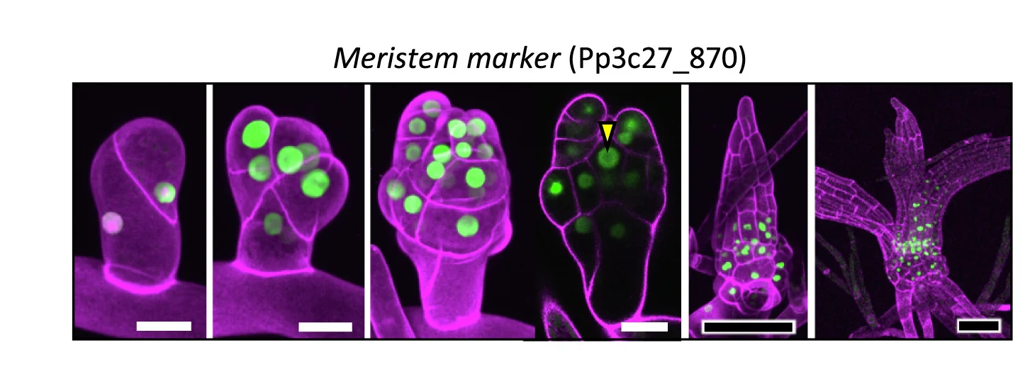 Open access visualization of Microscopy, GFP signal, Meristem Marker, Cell Walls, Gametophore Apical Cell
