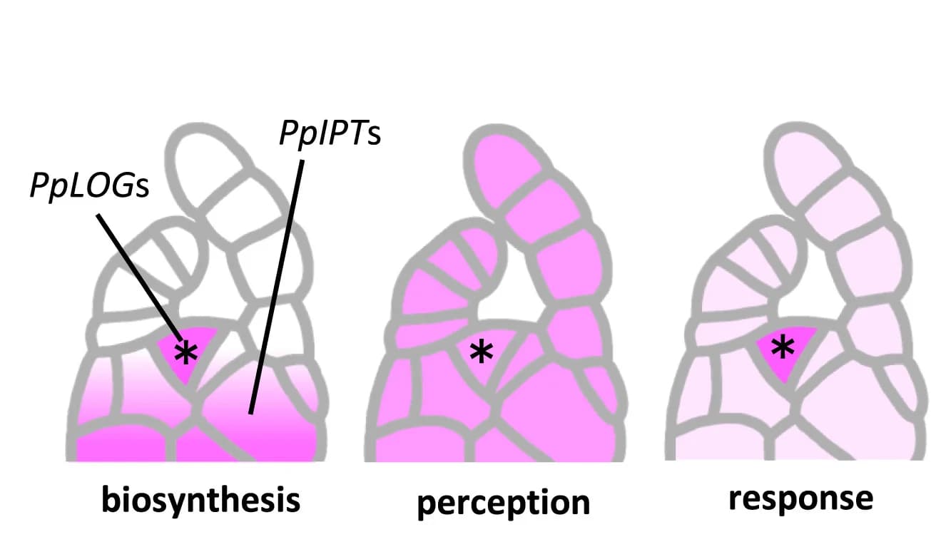 Open access visualization of Illustration, Cytokinin Biosynthesis, Cytokinin Perception, Cytokinin Response, Spatial Distribution