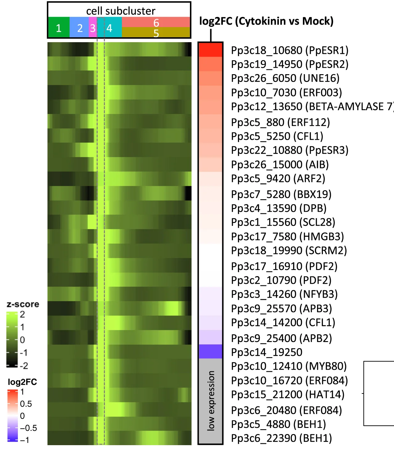 Open access visualization of Heatmap, Clustered, Transcription Factors, Gametophore Apical Cell, Pseudotime