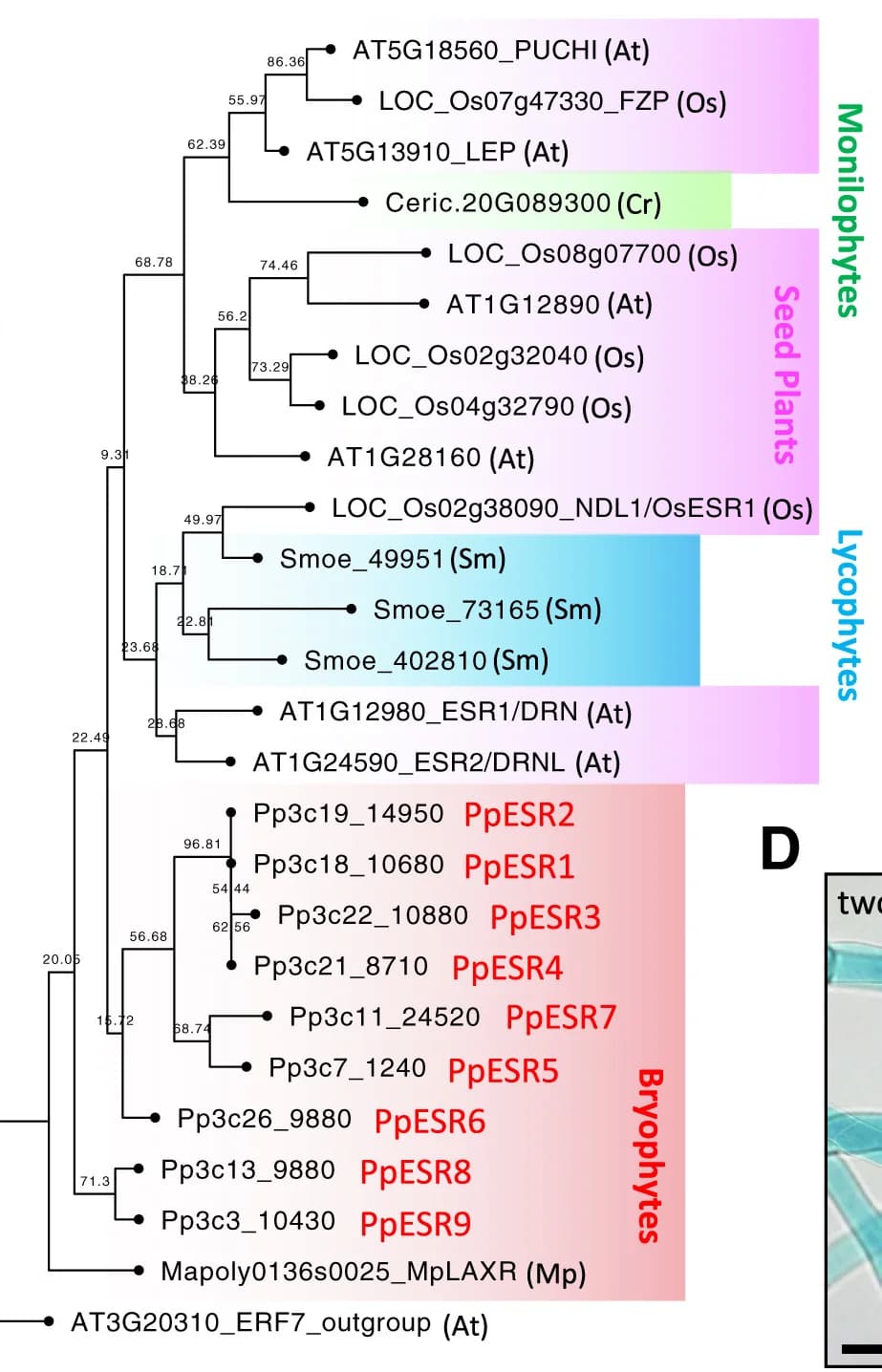 Open access visualization of Line Plot, Survival Curve, Network, Phylogenetic Tree, ESR1/DRN Clade