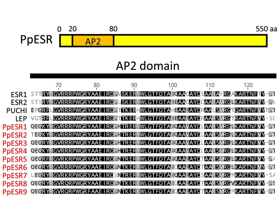 Open access visualization of Illustration, Domain Structure, PpESR Proteins, Amino Acid Sequences, AP2 Domain