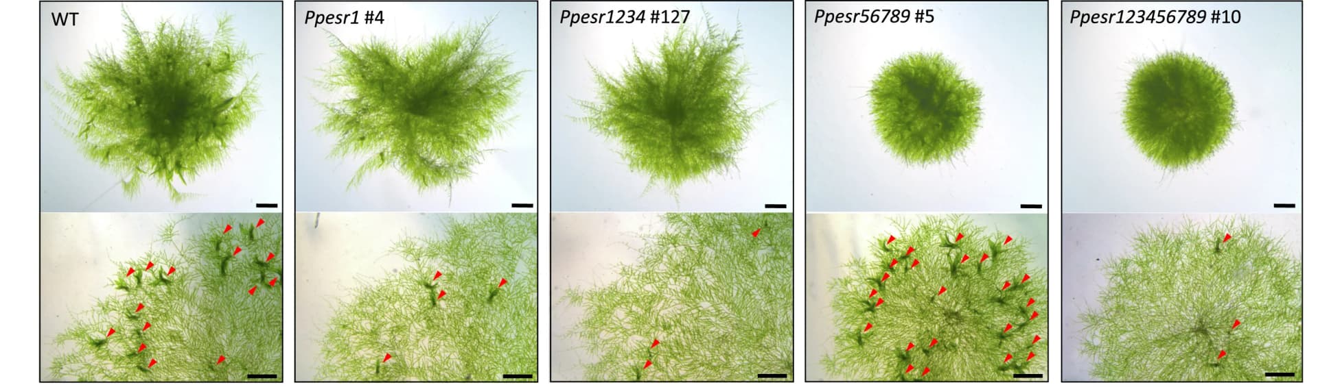 Open access visualization of Microscopy, Photo, Growth Phenotypes, Single Mutants, Quadruple Mutants