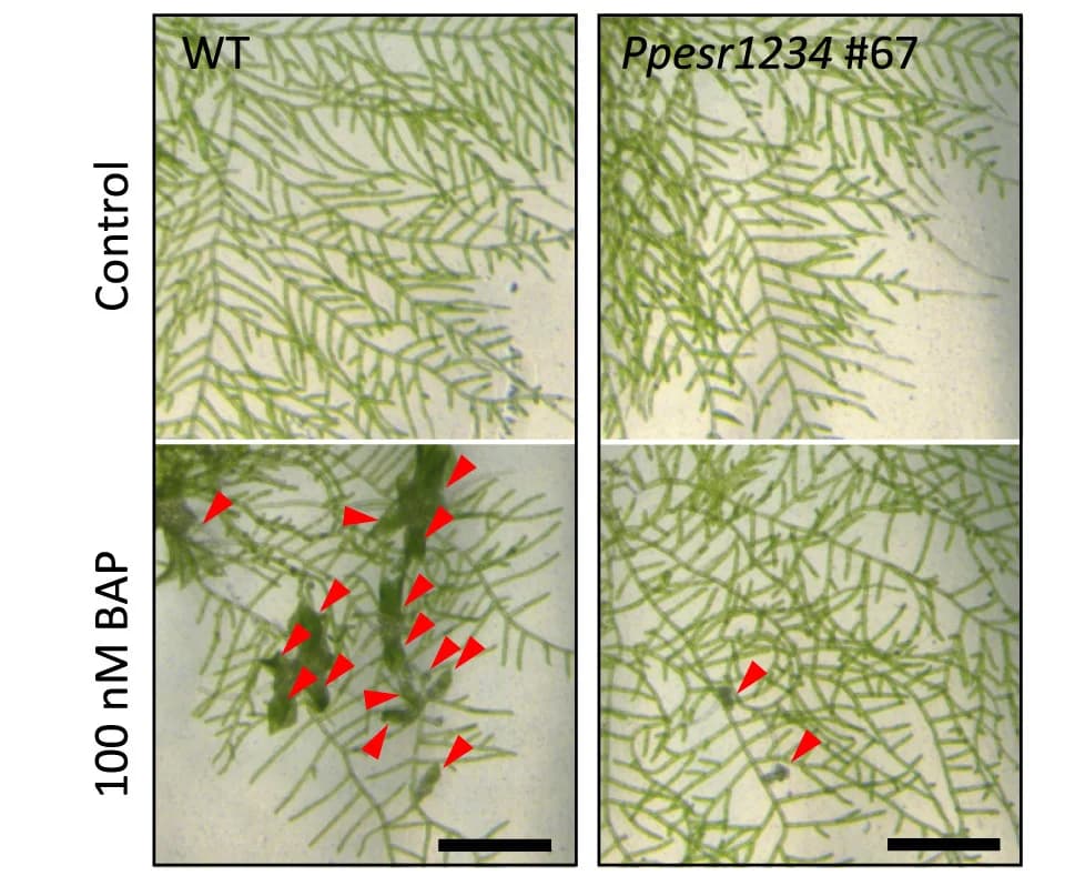 Open access visualization of Microscopy, Photo, Growth Phenotype, Wild-Type, Quadruple Mutant