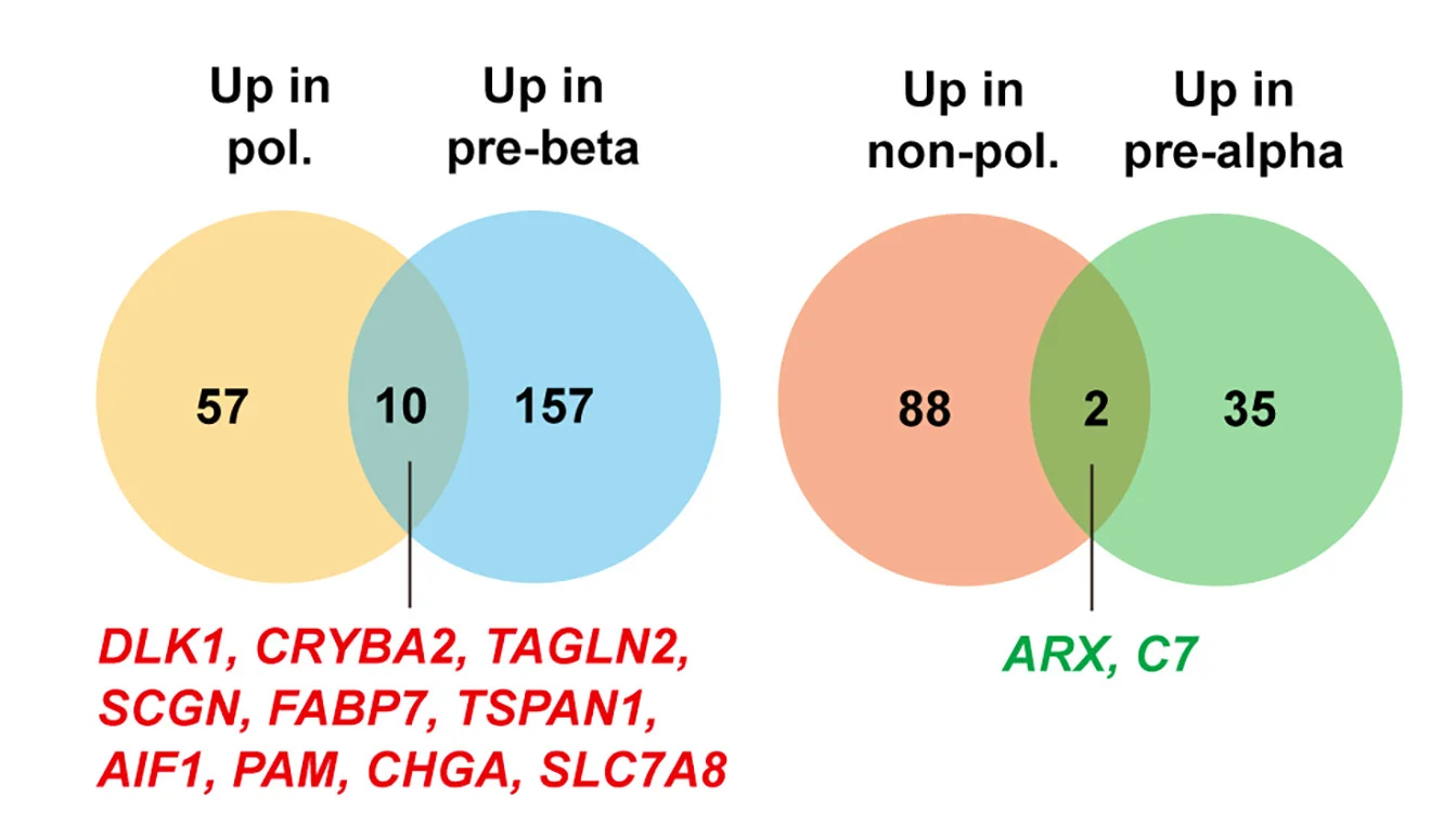 Open access visualization of Venn Diagram, Venn Plots, Enriched Genes, Polarized EPs, Non-Polarized EPs