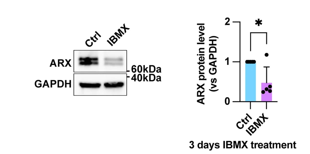 Open access visualization of Bar Plot, Error Bars, Photo, Gel, Western Blot