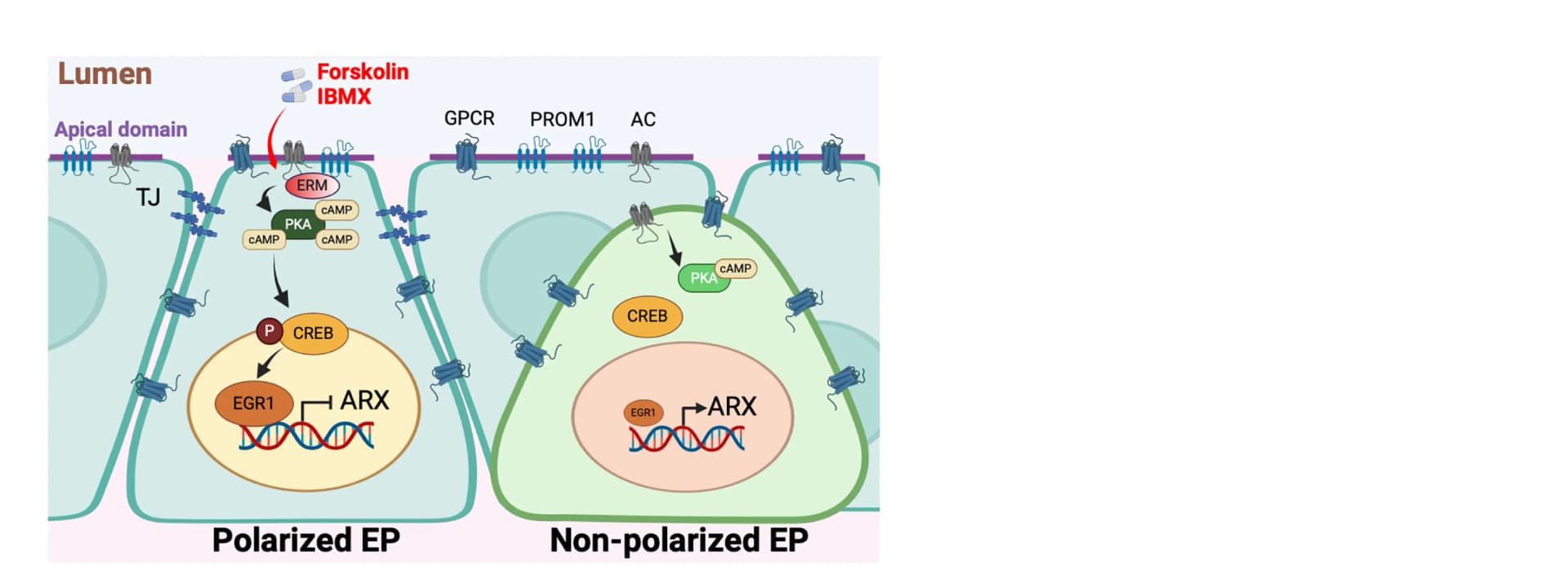 Open access visualization of Workflow, Pathway, Illustration, Pancreatic Beta Cells, Alpha Cell Allocation