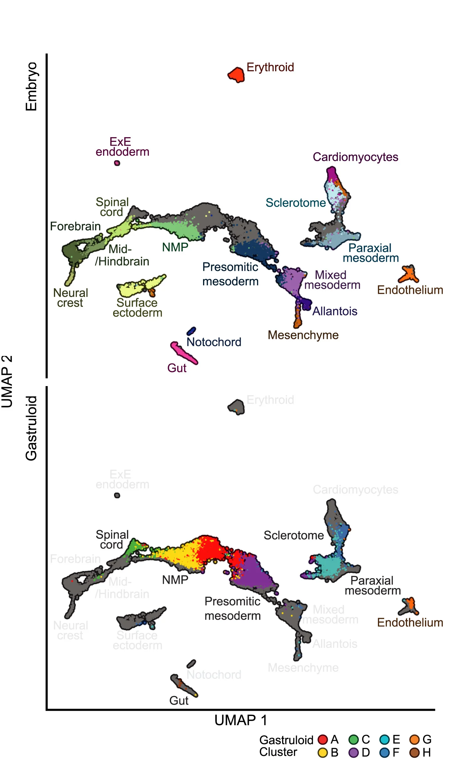 Open access visualization of UMAP, Scatter Plot, Single-cell accessibility, Embryos, Gastruloids