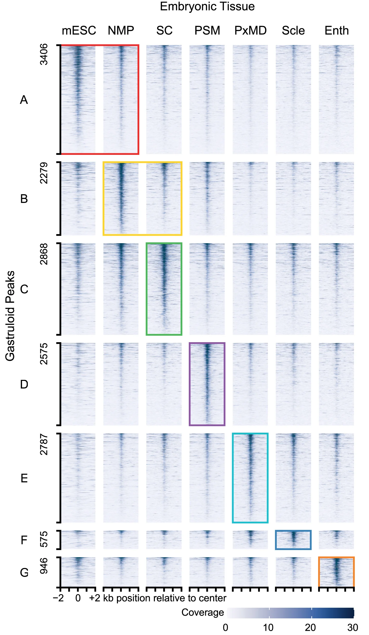 Open access visualization of Heatmap, Clustered, Tornado Plot, Pseudobulk Accessibility, Tissues