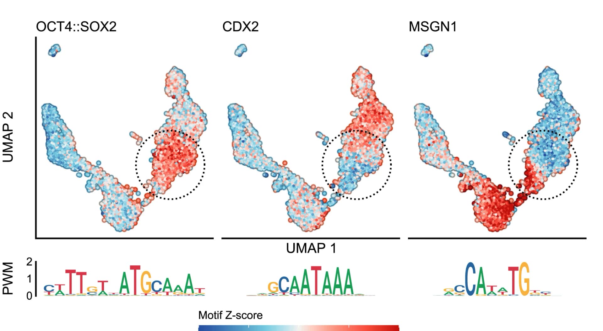 Open access visualization of Scatter Plot, UMAP, UMAP Plots, TF-binding-site Motifs, OCT4::SOX2