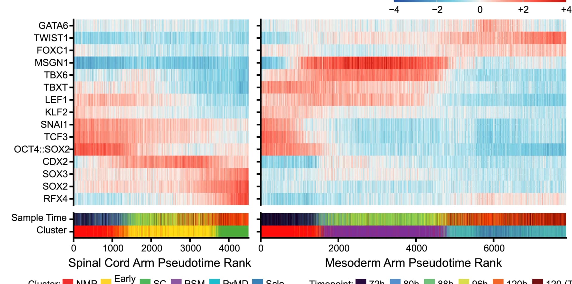 Open access visualization of Heatmap, Motif Enrichment, NMP-Spinal Cord Branch, NMP-Paraxial/Sclerotome Branch, MotifZscores