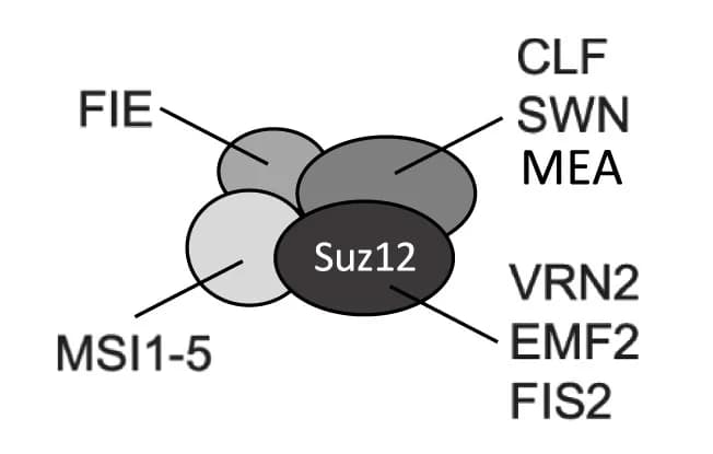Open access visualization of Illustration, PRC2, Arabidopsis Thaliana, Subunits