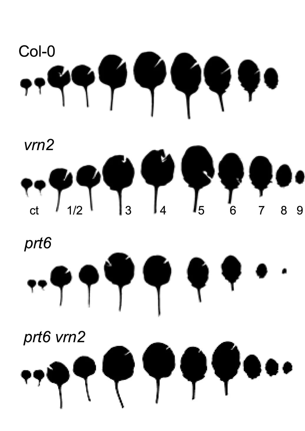 Open access visualization of Photo, Leaf Series, Cotyledon, Plants