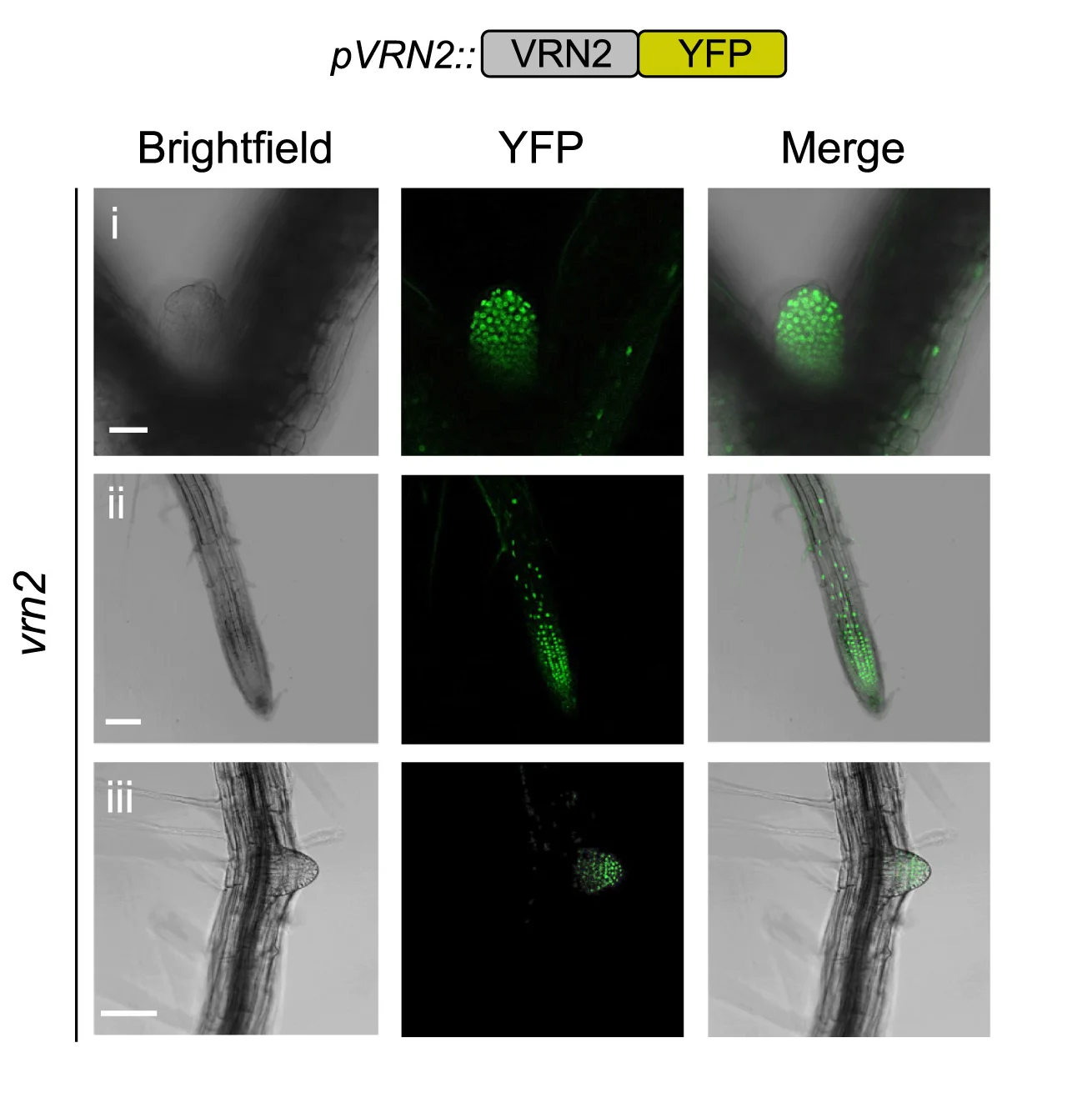 Open access visualization of Microscopy, Confocal Images, SAM, RM, LRP