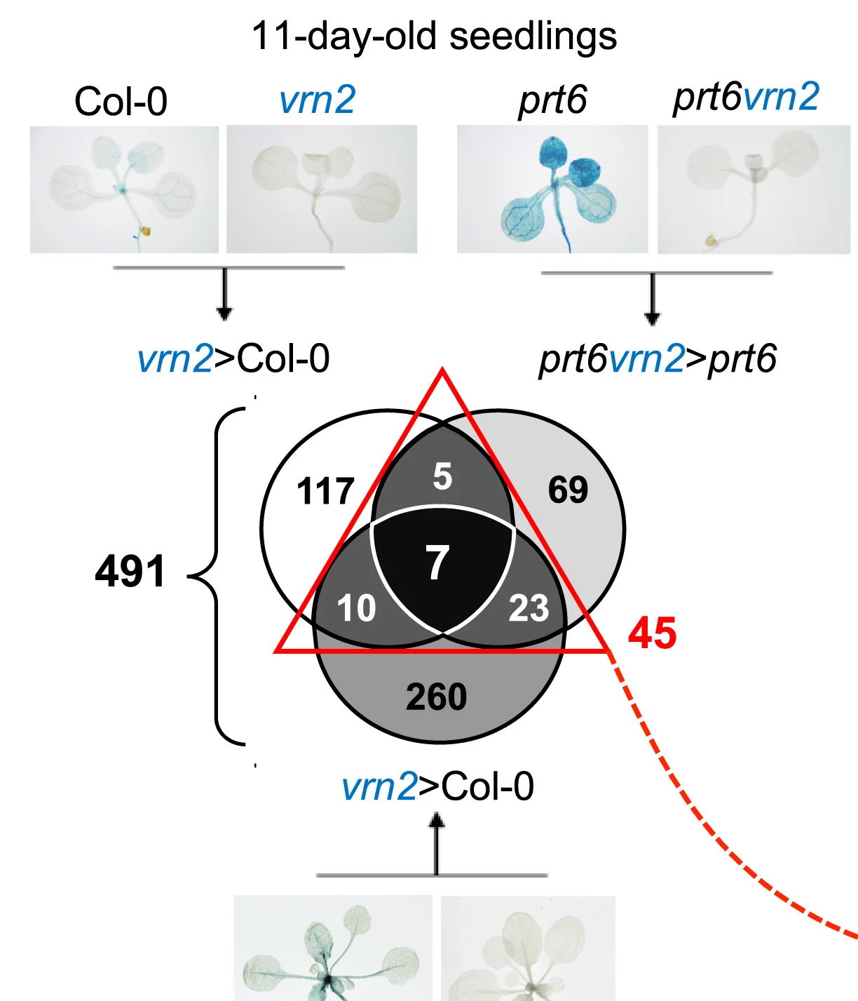 Open access visualization of Venn Diagram, Photo, RNA-Seq, Seedlings, Rosettes