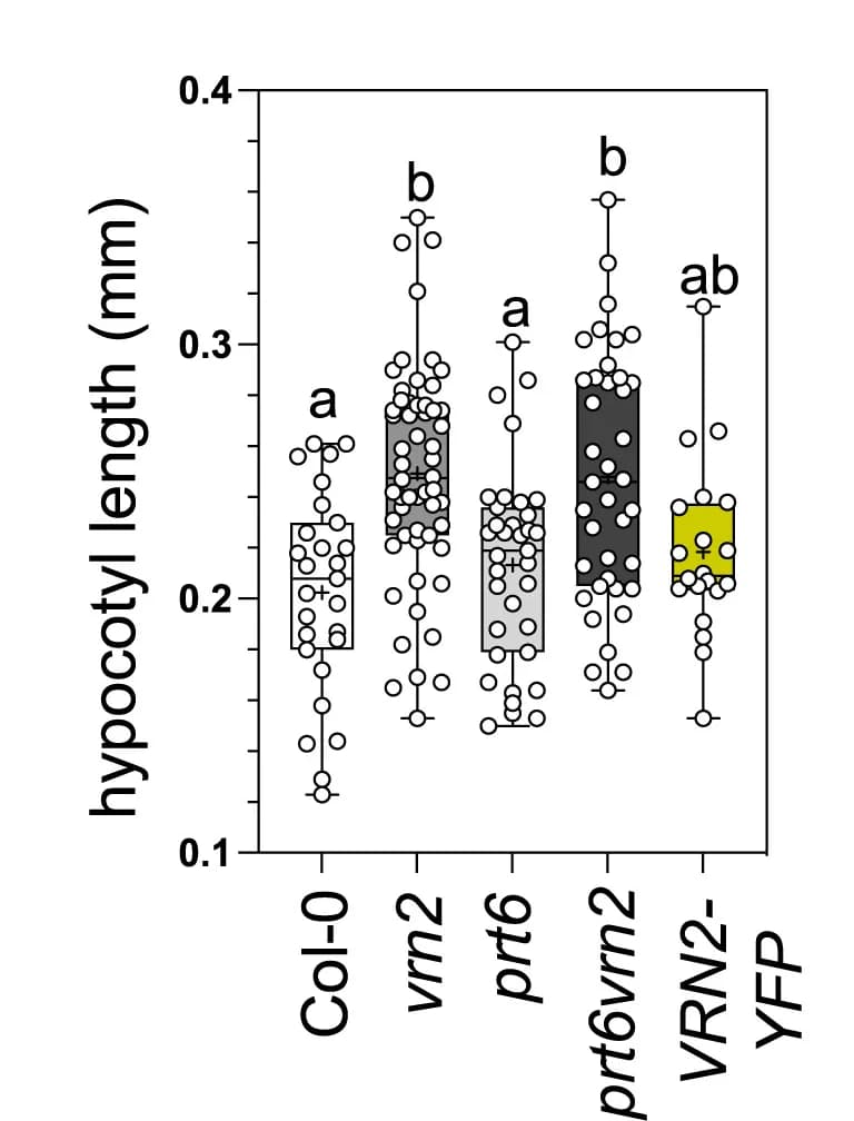Open access visualization of Box Plot, Scatter Plot, Hypocotyl Length, Seedlings, White Light